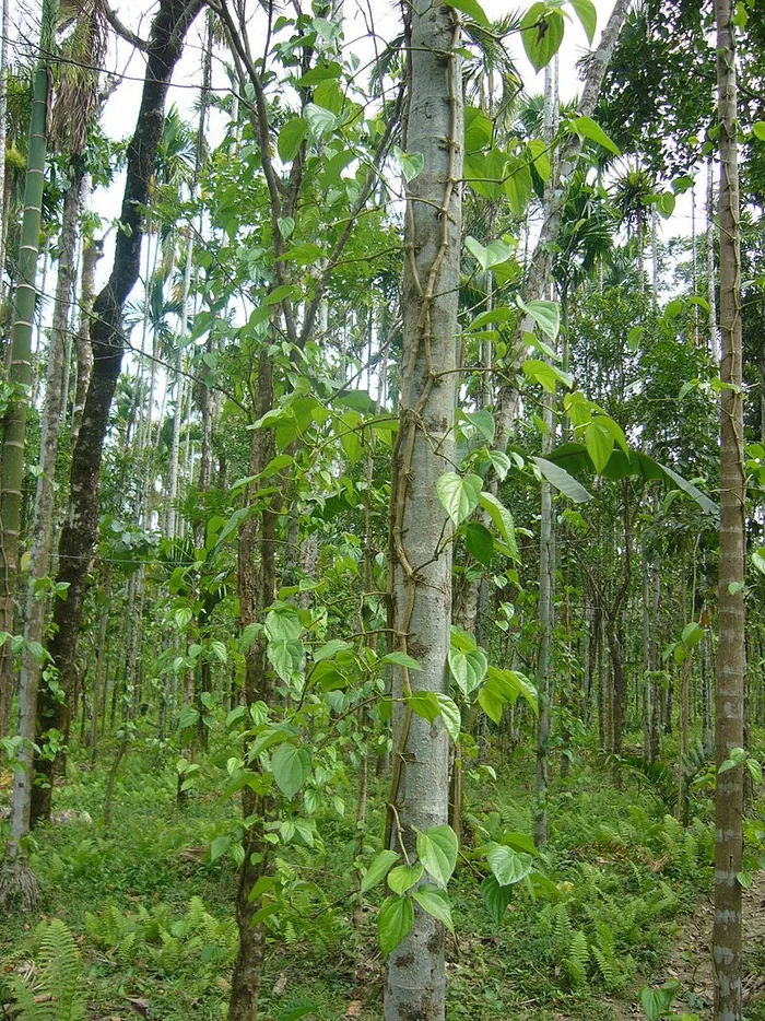 Fresh betel leaves from Sholavandan farm