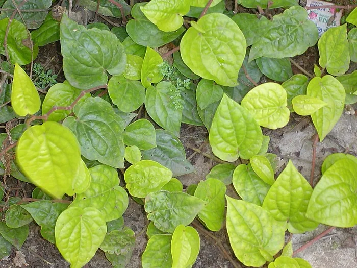 Betel vine plant growing in Sholavandan